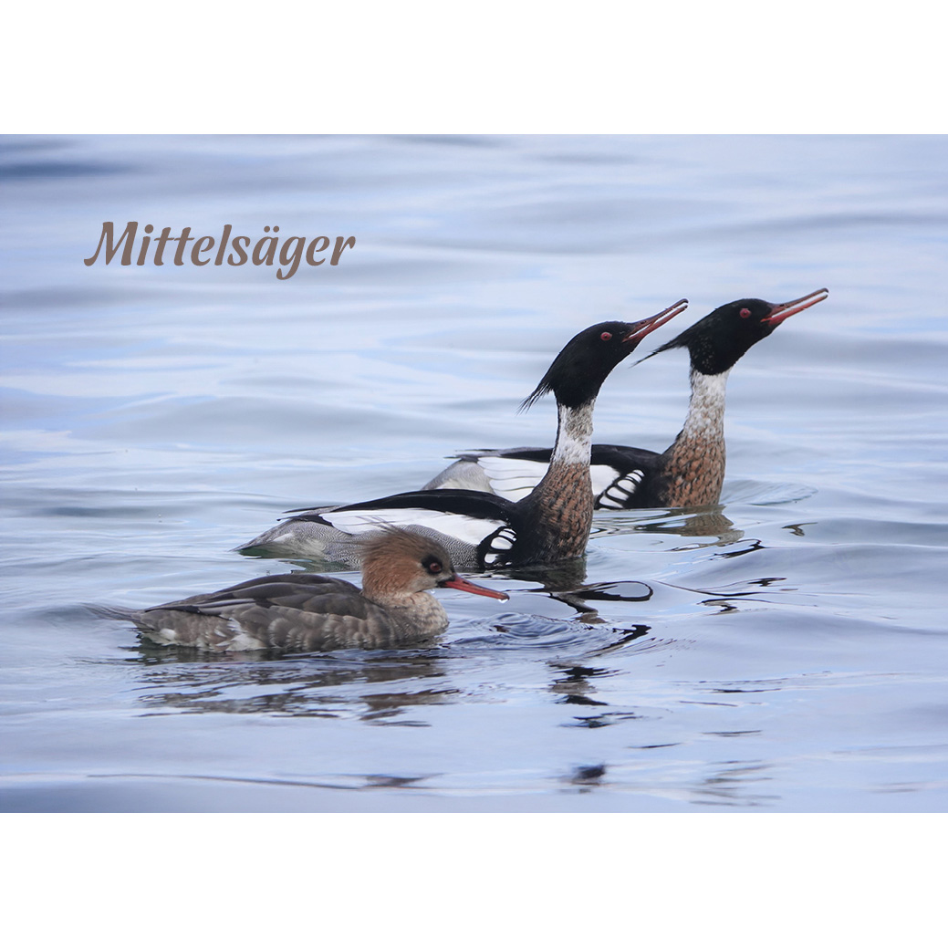 Magnet "Mittelsäger"