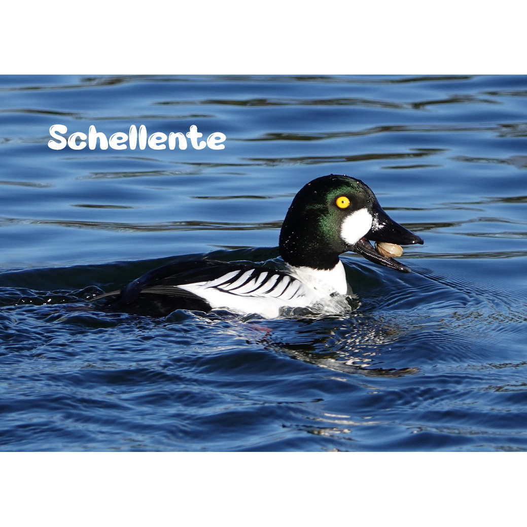 Magnet "Schellente"