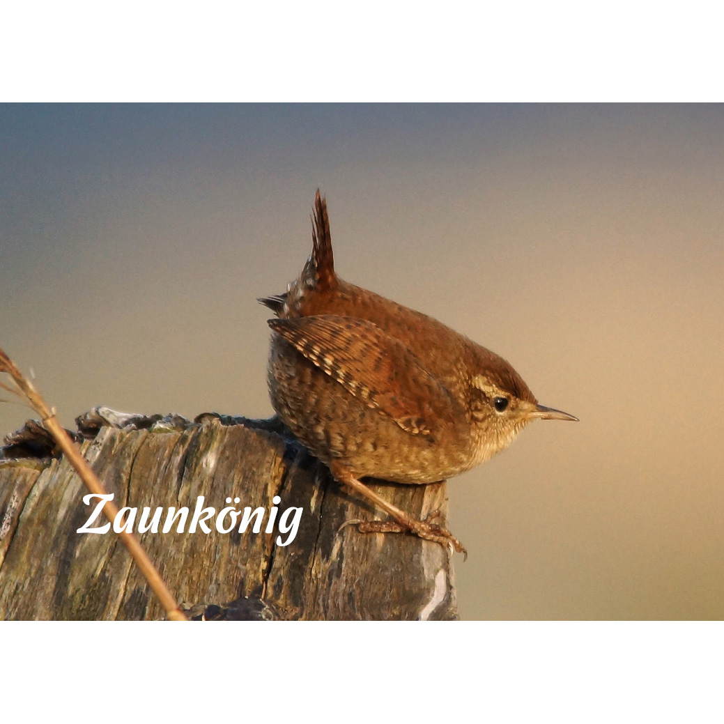 Magnet "Zaunkönig"