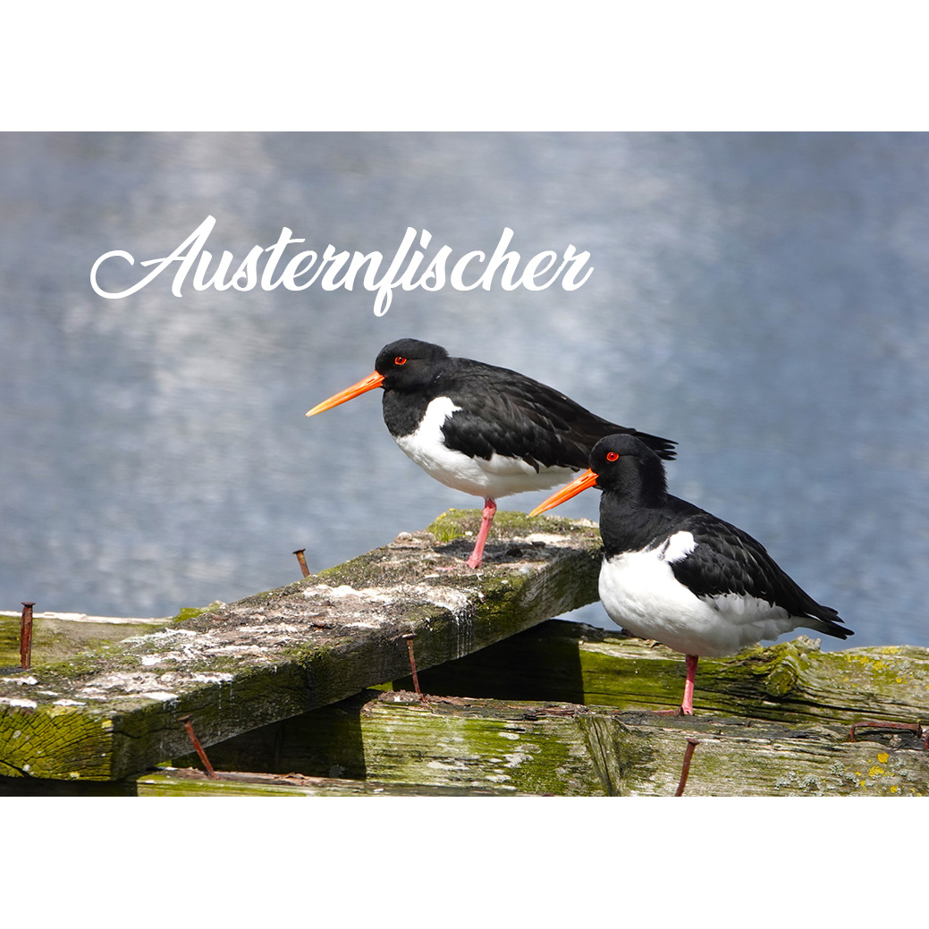 Magnet "Austernfischer"