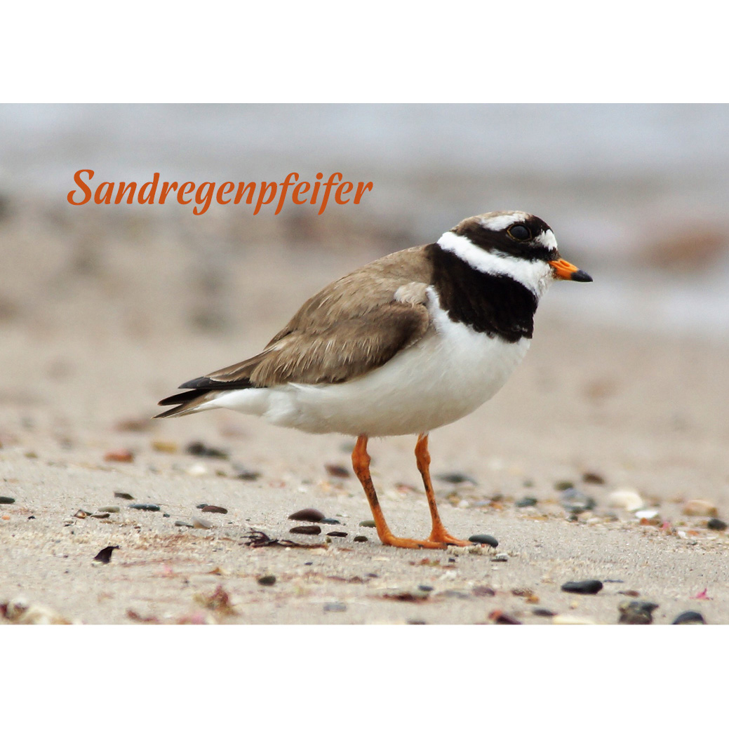Magnet "Sandregenpfeifer"