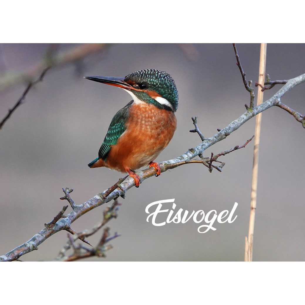 Magnet "Eisvogel"