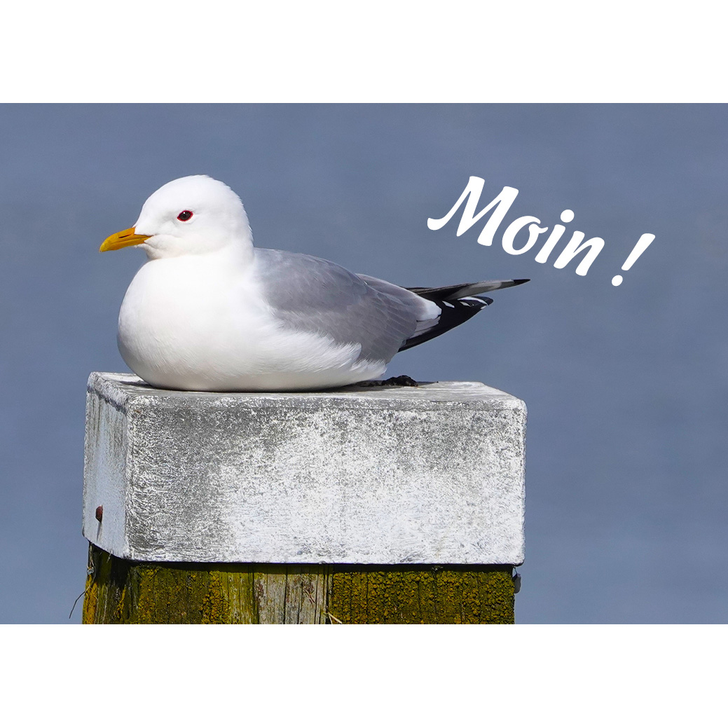 Magnet "Möwe auf Dalbe"