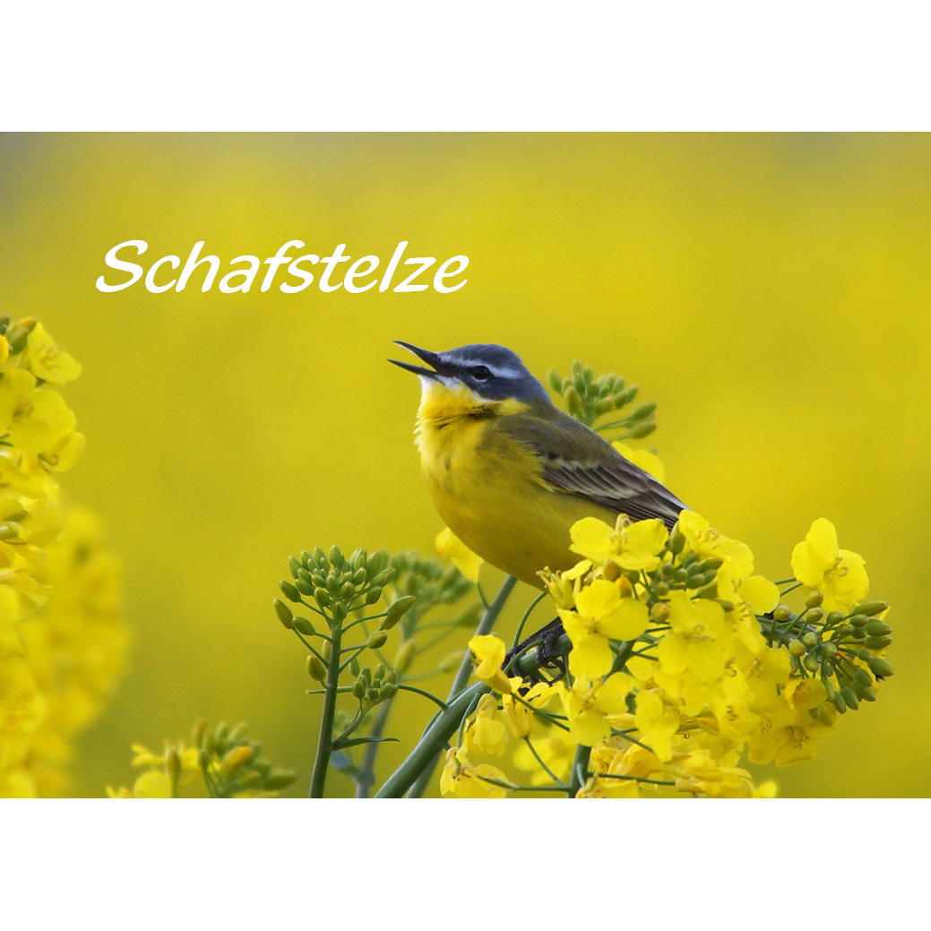 Magnet "Schafstelze"