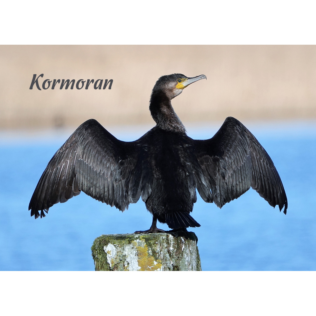 Magnet "Kormoran"