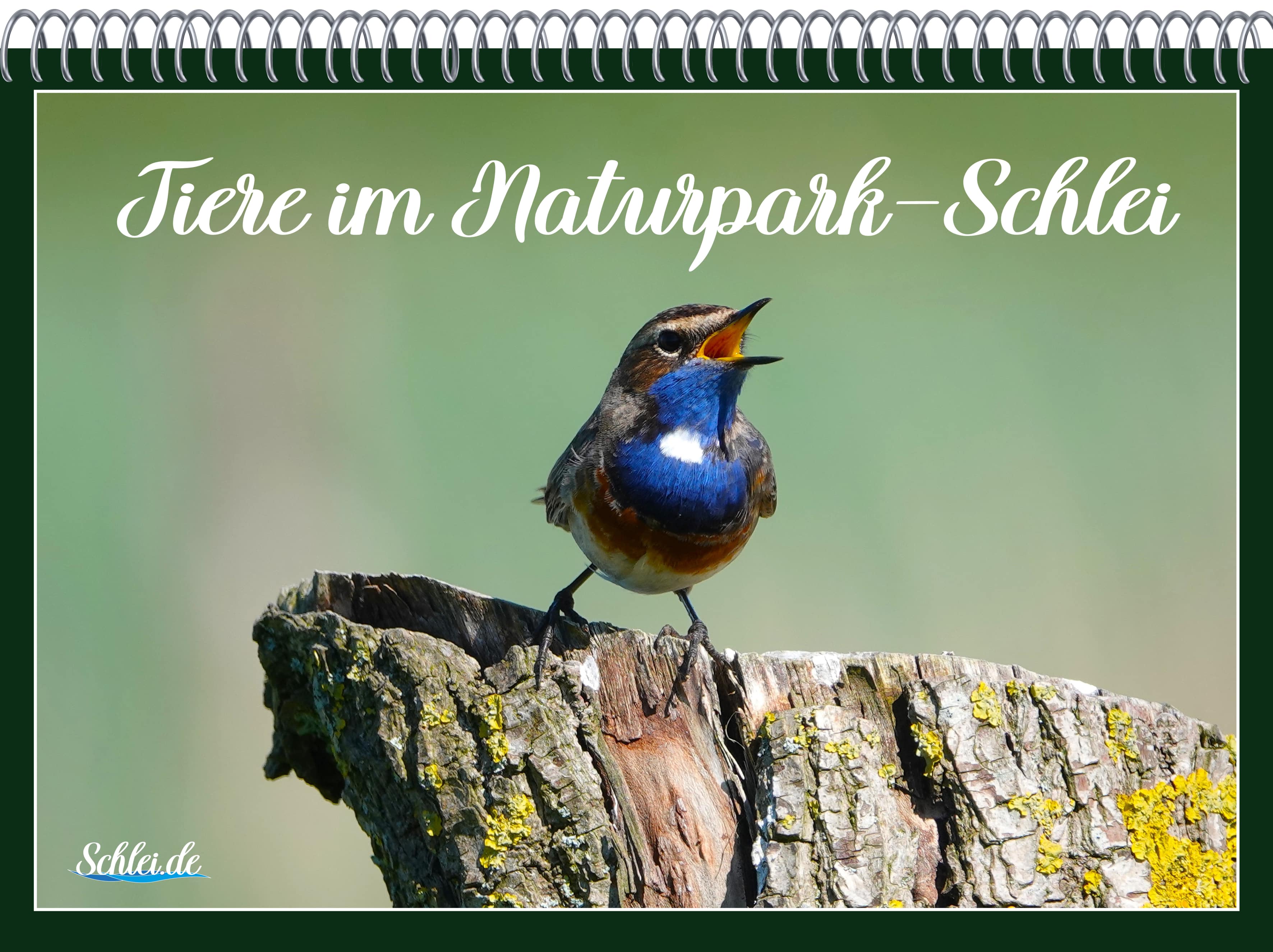 Kalender - Tiere im Naturpark Schlei