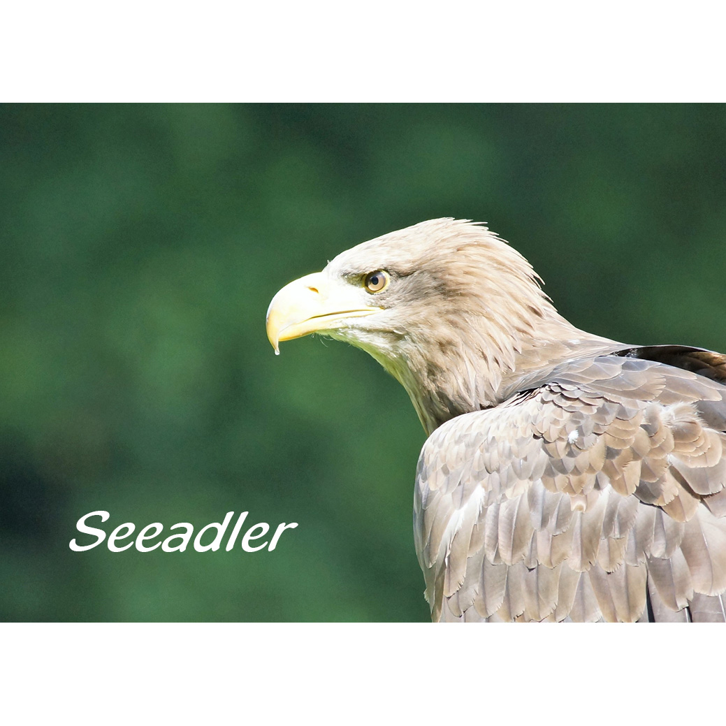 Magnet "Seeadler"