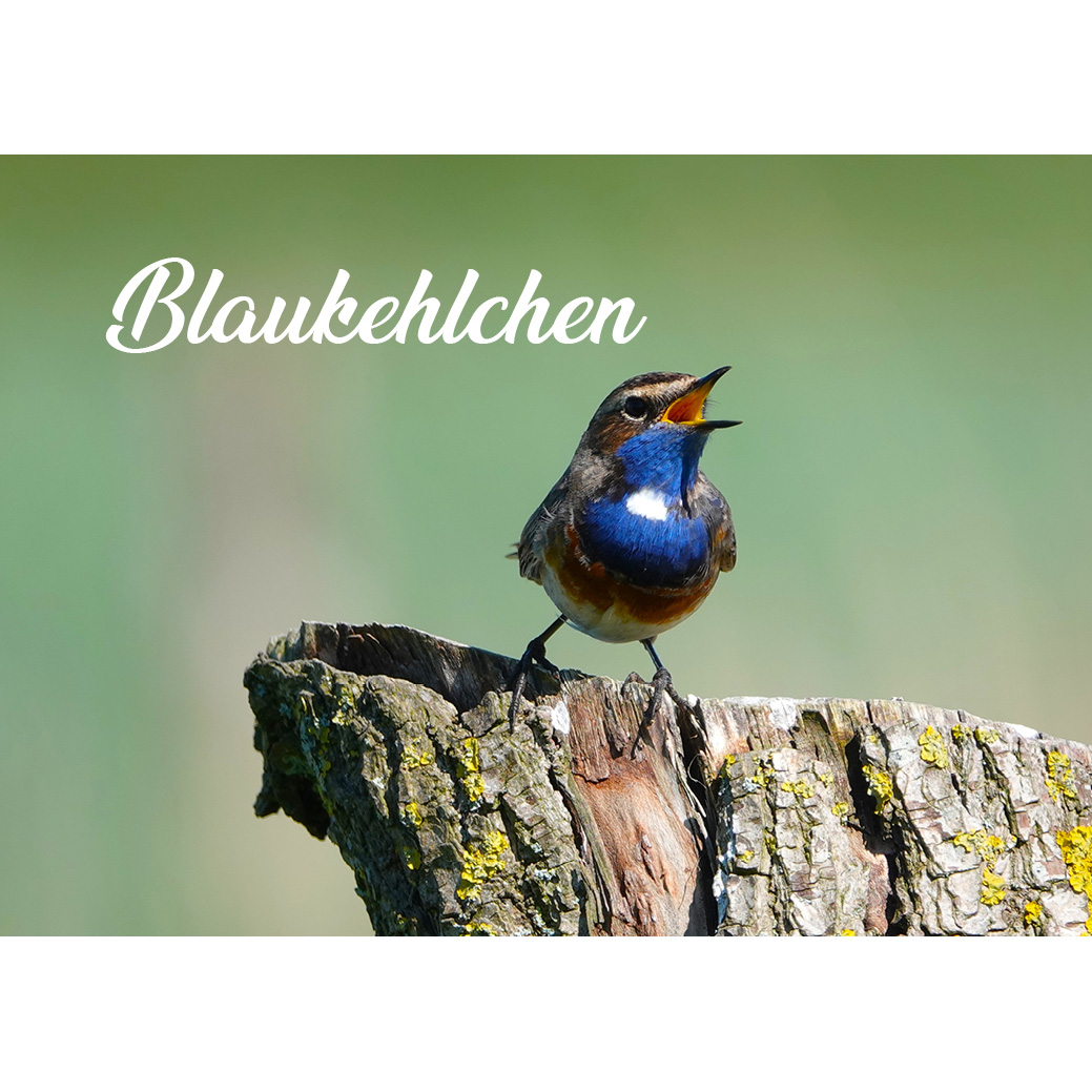 Magnet "Blaukehlchen"