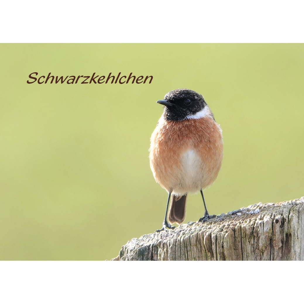 Magnet "Schwarzkehlchen"