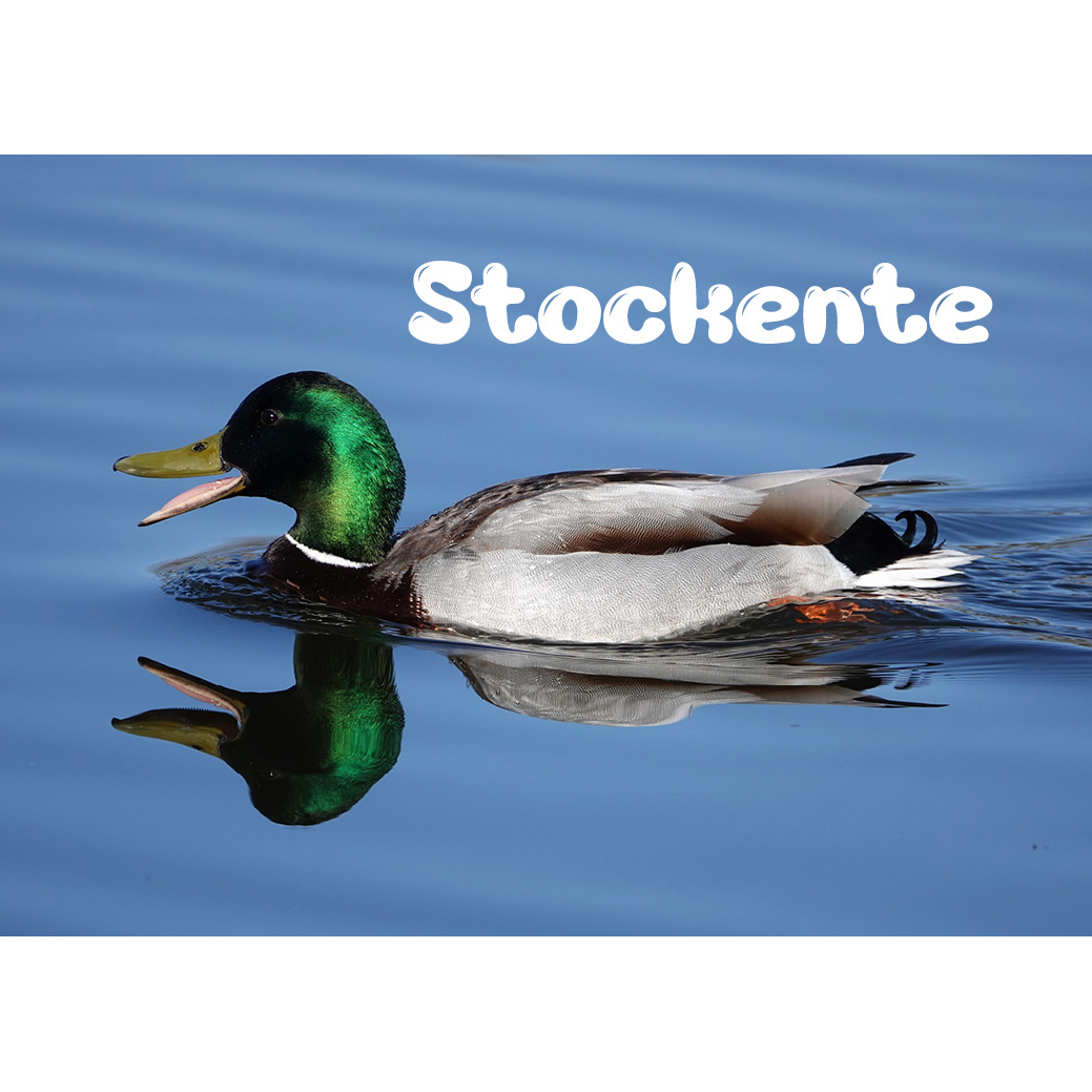 Magnet "Stockente"