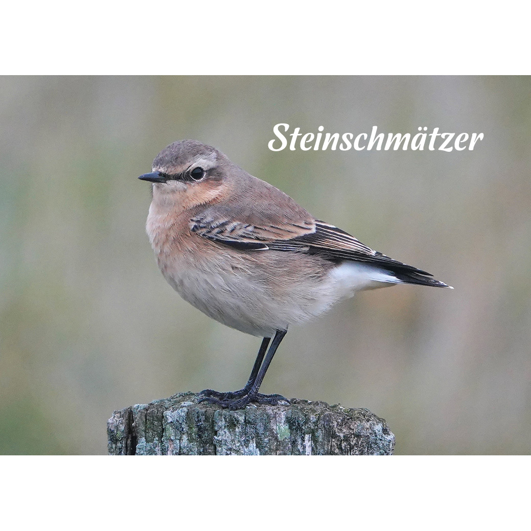 Magnet "Steinschmätzer"